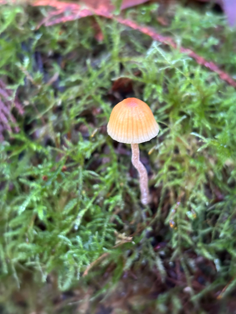 Galerina semilanceata · January 2026 · photo: © dan_project_admin (iNaturalist, cc-by)