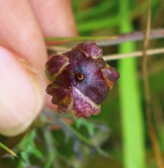 Ipomoea diversifolia