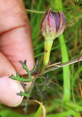 Ipomoea diversifolia