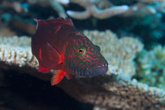 Oxycheilinus digramma