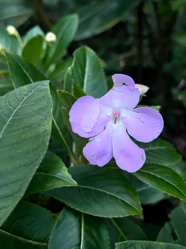 Impatiens sodenii, 2026-01-05