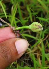 Ipomoea diversifolia