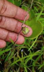 Ipomoea diversifolia