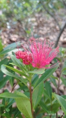 Xanthostemon youngii
