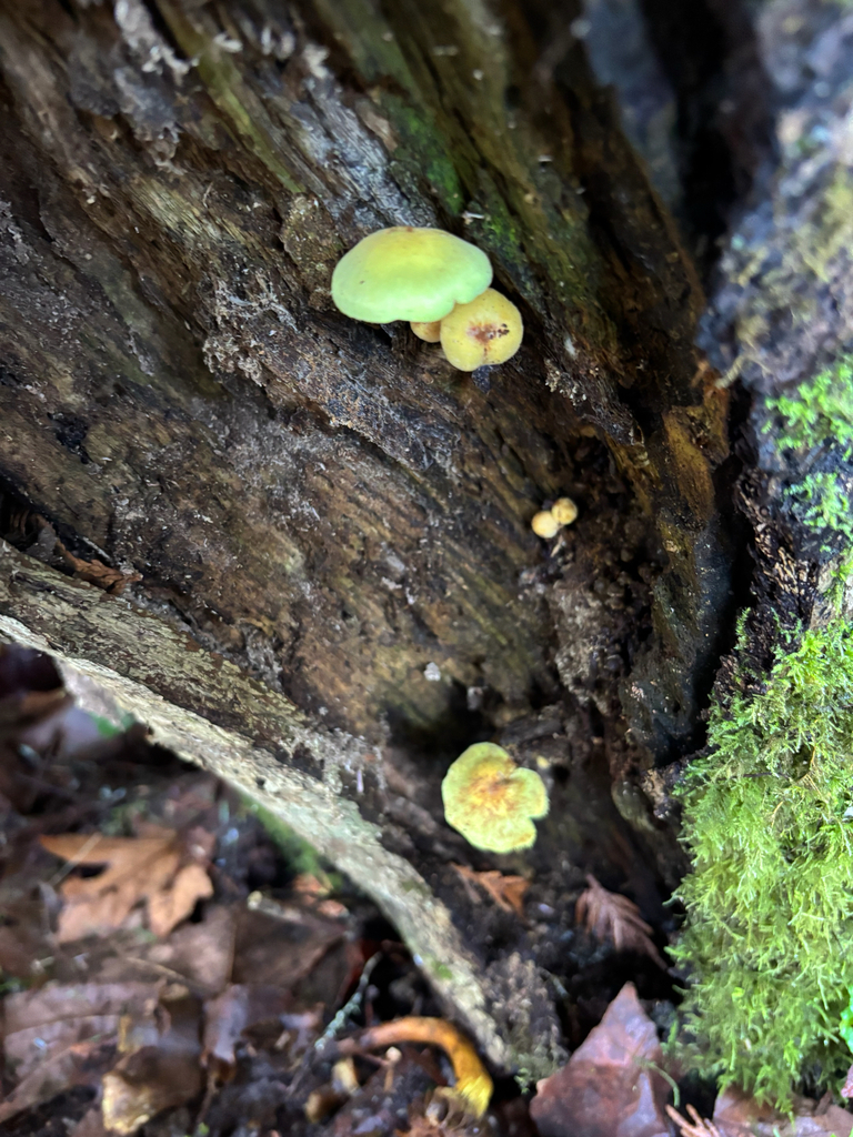 Hypholoma fasciculare · January 2026 · photo: © dan_project_admin (iNaturalist, cc-by)