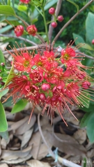Xanthostemon youngii