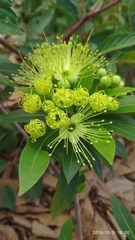 Xanthostemon verticillatus