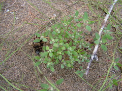 Chenopodium karoi