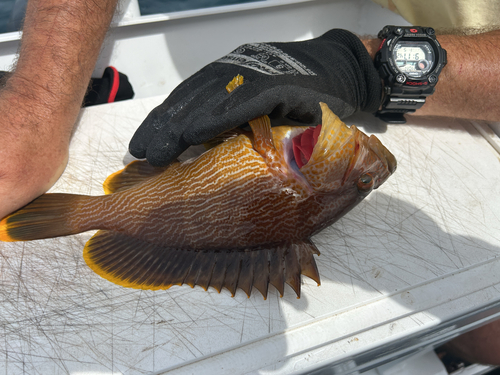 Maori rockcod (Epinephelus undulatostriatus) — Serranidae — 2