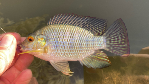 Coptodon zillii