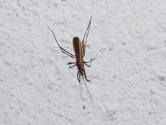 Polytoxus fuscovittatus