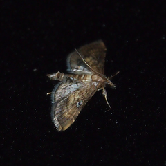 Cnaphalocrocis