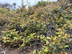 Pomaderris edgerleyi, photograph (c) Chris Parminter, some rights reserved (CC BY)