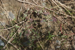 Chenopodium karoi