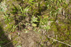 Chenopodium karoi