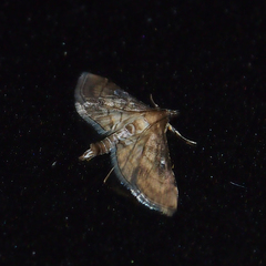 Cnaphalocrocis