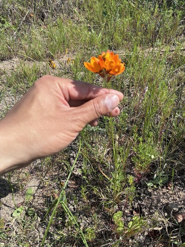 Ixia maculata, photograph 6