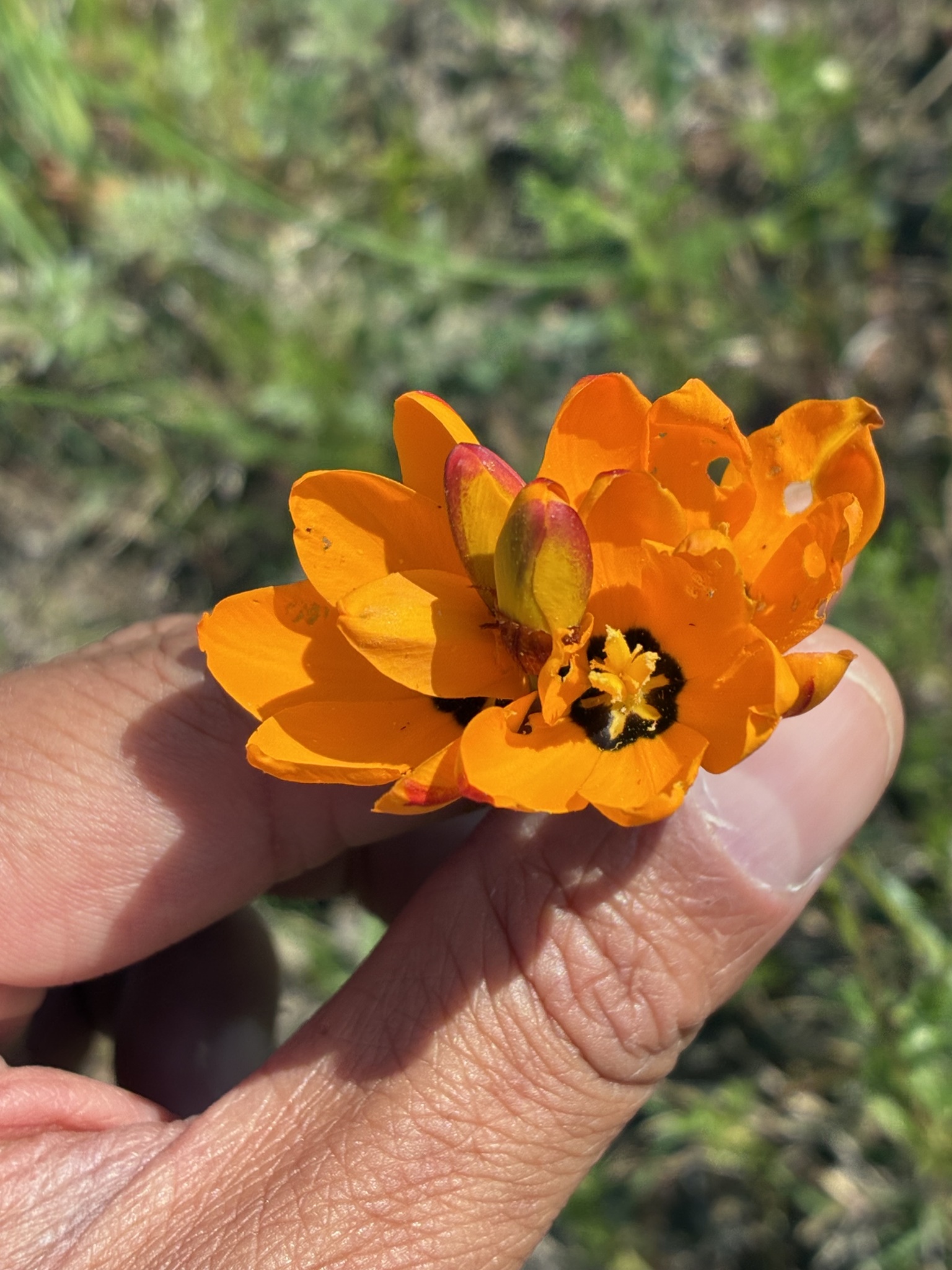 Spotted African Cornlily (Ixia maculata)