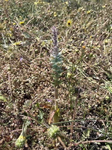 Lachenalia granitica