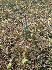 Lachenalia granitica