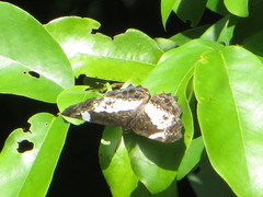 Neptidopsis fulgurata platyptera