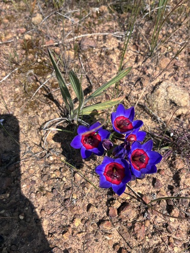Wine-cup Baboon-root (Babiana rubrocyanea)