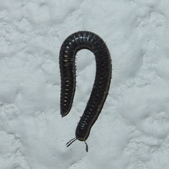 Anaulaciulus tonginus