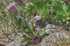 Erigeron uniflorus