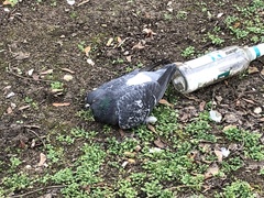 Columba livia domestica