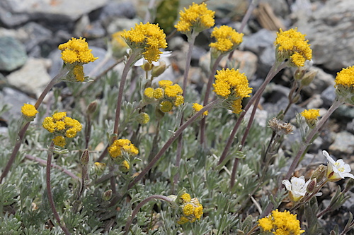 Artemisia glacialis L.