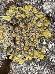Xanthoria parietina