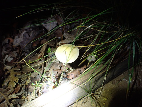 iNaturalist observation photo of Fungi Including Lichens