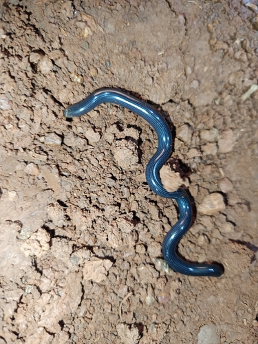 Photo of a Lineolate Blind Snake (Afrotyphlops lineolatus)