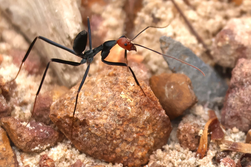 Red-headed Spider Ant