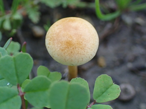 iNaturalist observation photo of Common Fieldcap