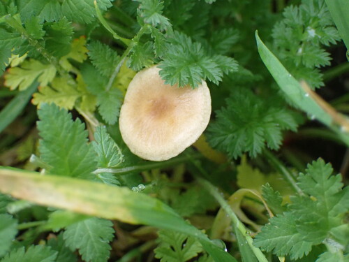iNaturalist observation photo of Common Fieldcap