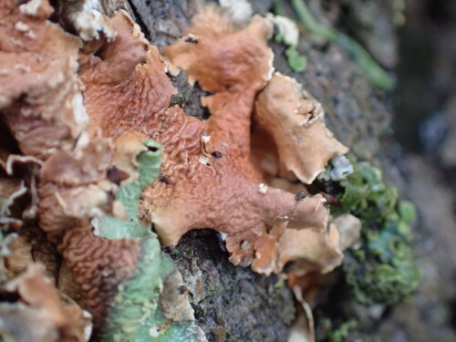 iNaturalist observation photo of Netted Crust