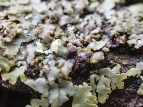 iNaturalist observation photo of Powdery-margined Cryptic Shade Lichen