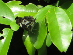 Neptidopsis fulgurata platyptera