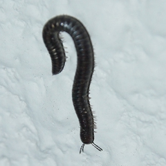 Anaulaciulus tonginus