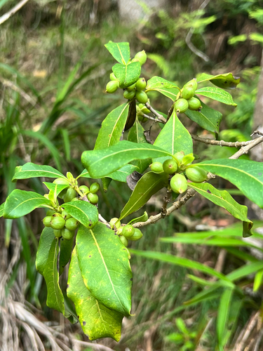 Coprosma waimeae observed 2026-01-05
