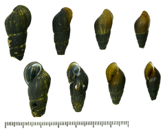 Semisulcospira