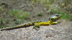 Pseudocordylus subviridis