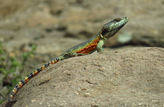 Pseudocordylus subviridis