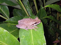 Osteocephalus planiceps