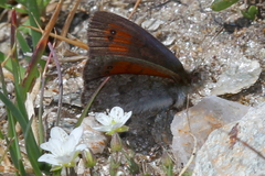 Erebia tyndarus