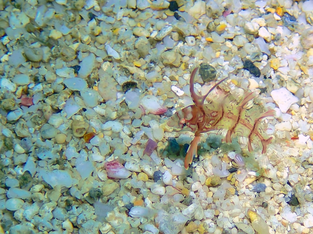 Bar-cheeked wrasse (Novaculichthys taeniourus) — Labridae