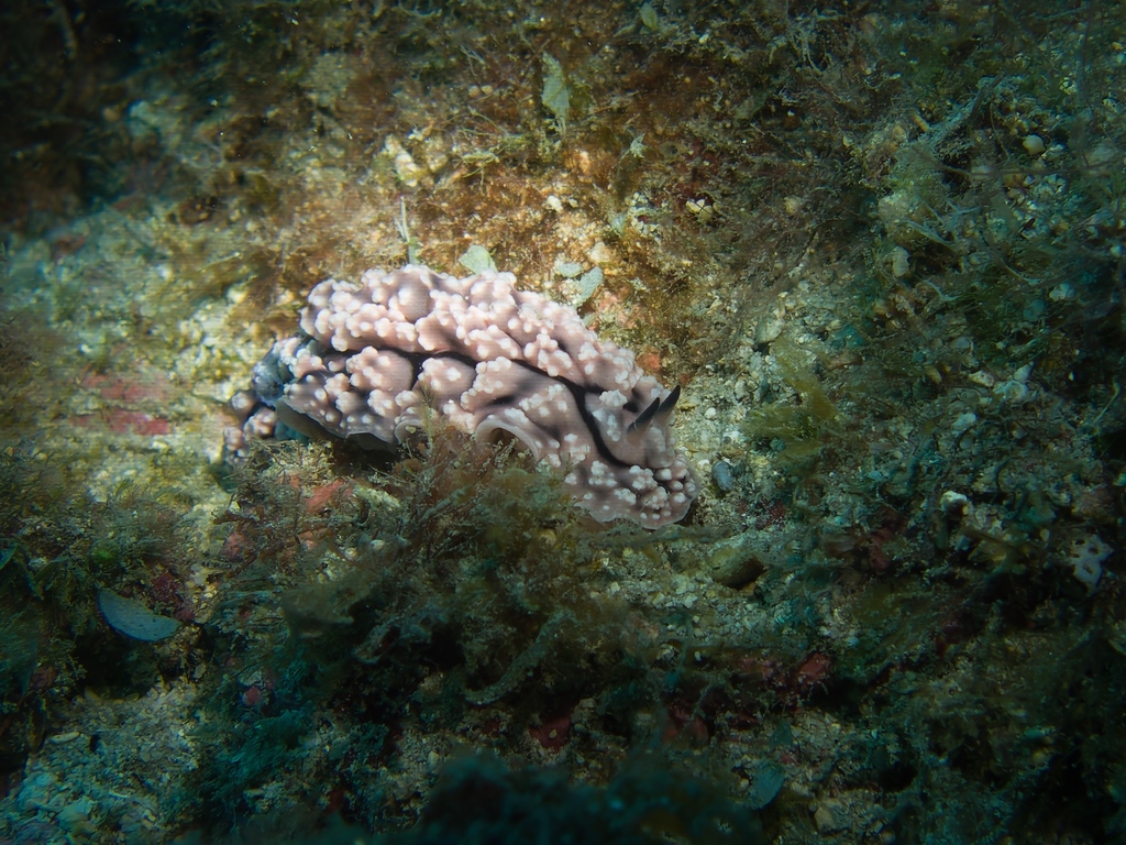 Krempf's Phyllidiopsis
