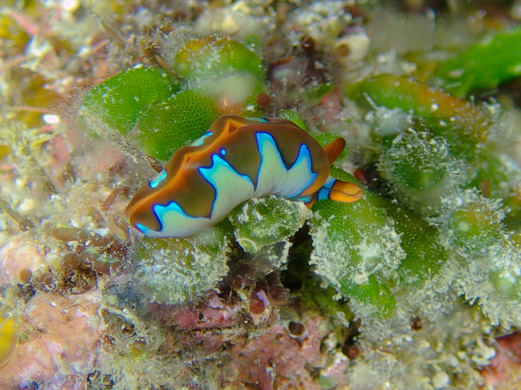 Thuridilla undula