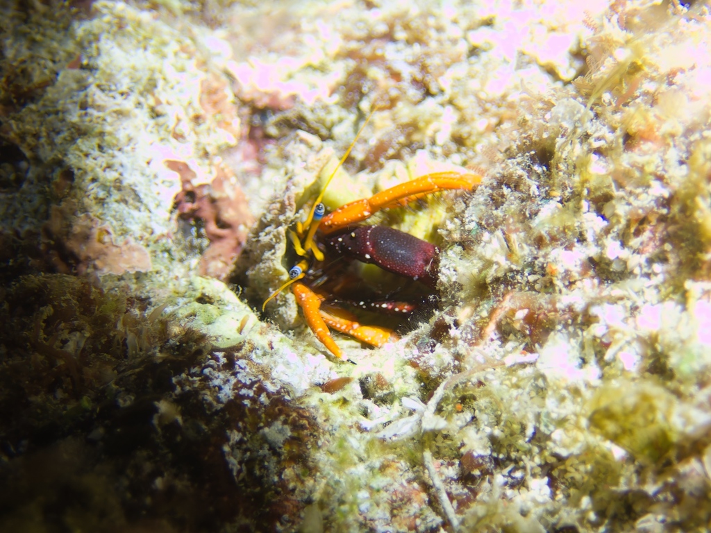 Calcinus gaimardii
